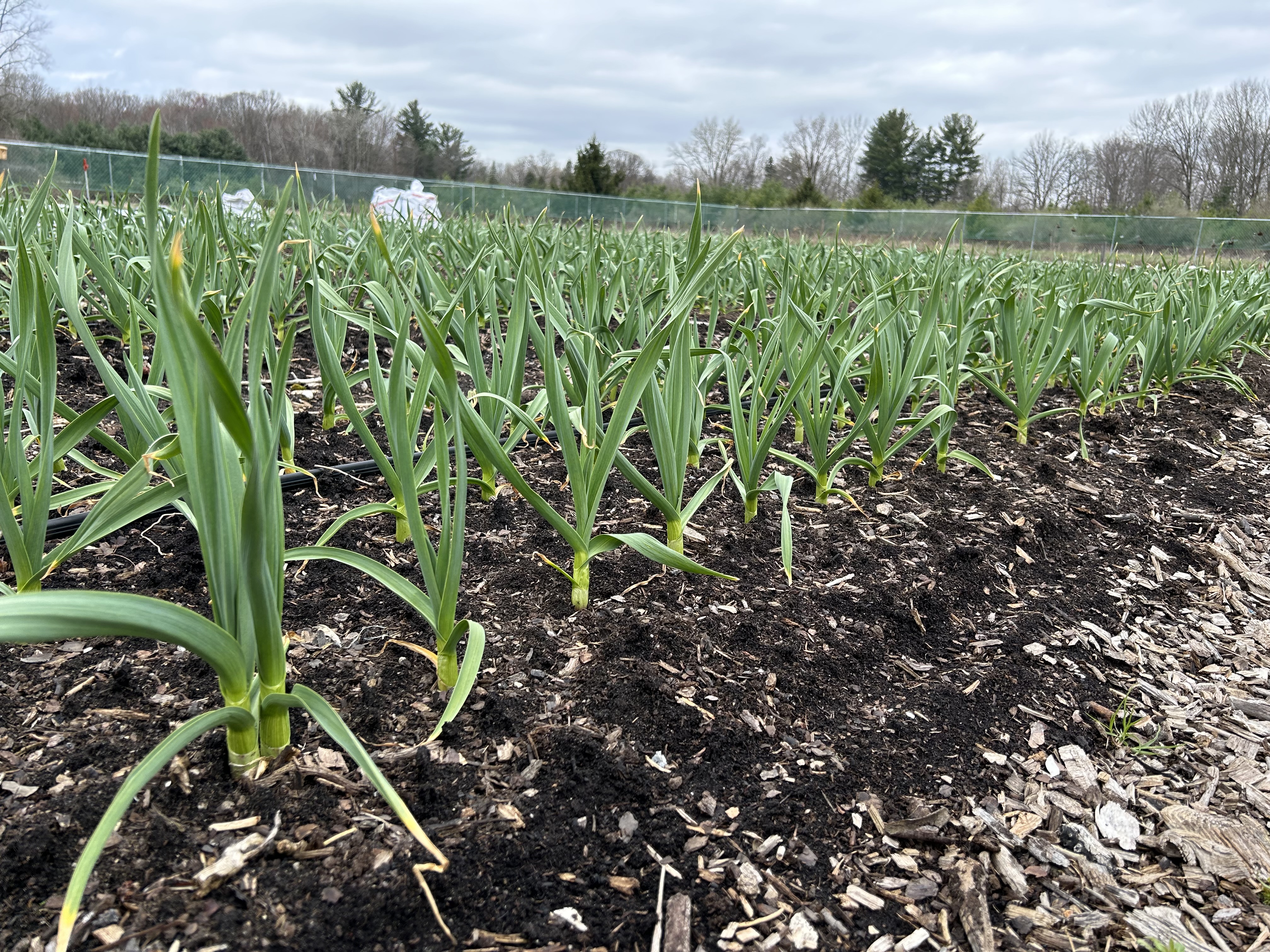 Garlic plants.